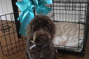 Bristol Connecticut Cage Dog With Ribbon