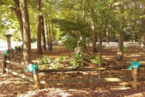 Delaware Ovarian Cancer Foundation Lewes Delaware Ribbons Wooden Fence