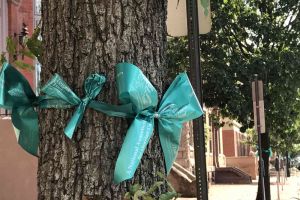 Trenton New Jersey Teal Ribbons Trees